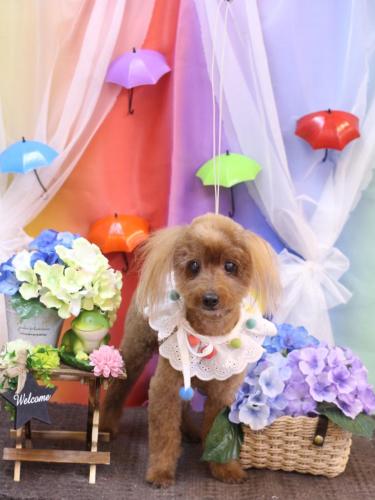 20230604チャタくん